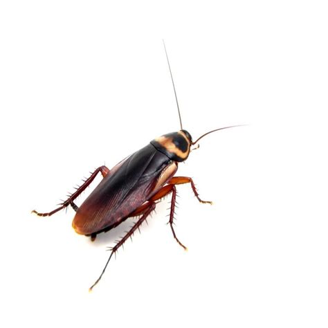 Types of Cockroaches: How to Identify Cockroach Species