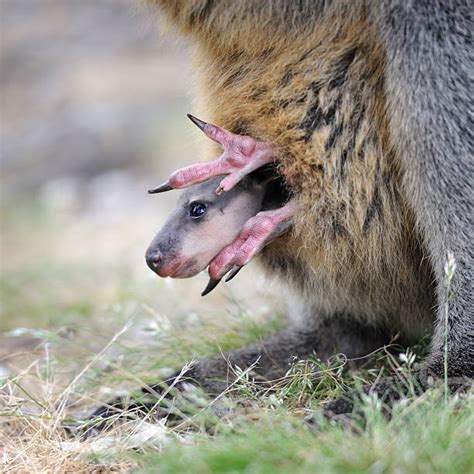 Top 60 Kangaroo Pouch Stock Photos, Pictures, and Images - iStock