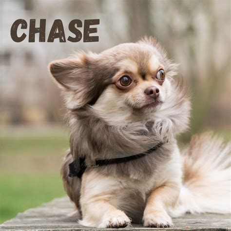 400+ Best Chihuahua Names - PetHelpful