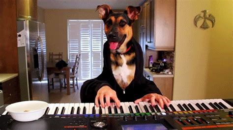 Piano GIFs - Find & Share on GIPHY