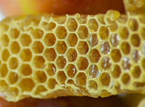 Honeycomb Close Up on the White Stock Photo - Image of hexagon, macro ...