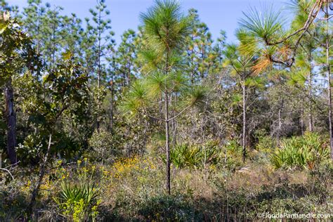 Review of the Point Washington State Forest in FL