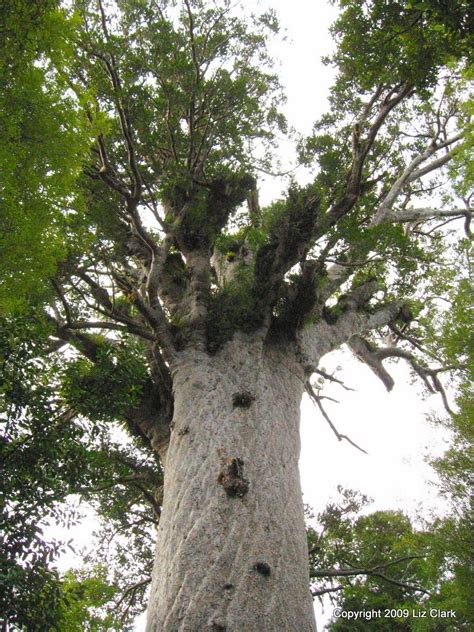 Waipoua Forest and the iconic Tane Mahuta