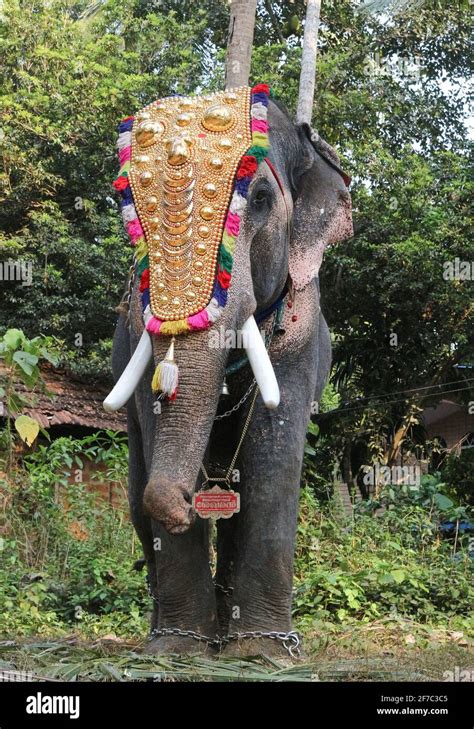 elephant in kerala temple festival Stock Photo - Alamy