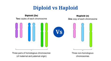 Describe the Chromosome Number Using the Terms Diploid and Haploid