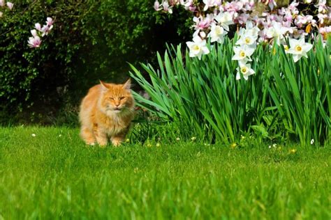 Your Maine Coon Doesn't Purr? (7 Possible Reasons) - MaineCoon.org