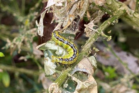 How to deal with box hedge caterpillars - Eradipest