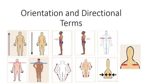 Human Anatomy: Orientation and Directional Terms - YouTube