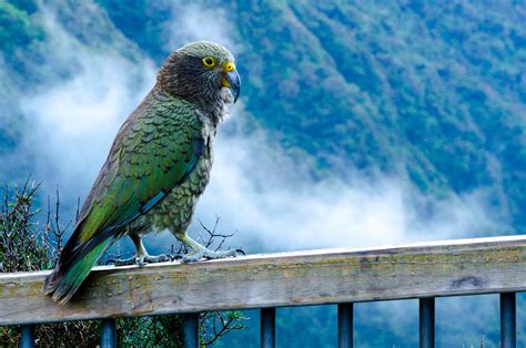 The Complete Guide to New Zealand's Birds and Wildlife