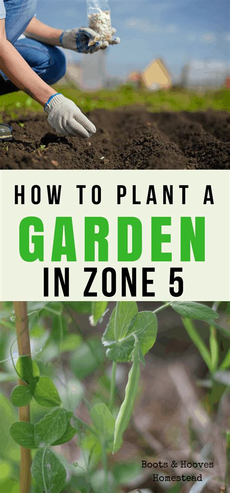 Garden Planning in Zone 5 | Gardening zones, When to plant vegetables, Garden planning