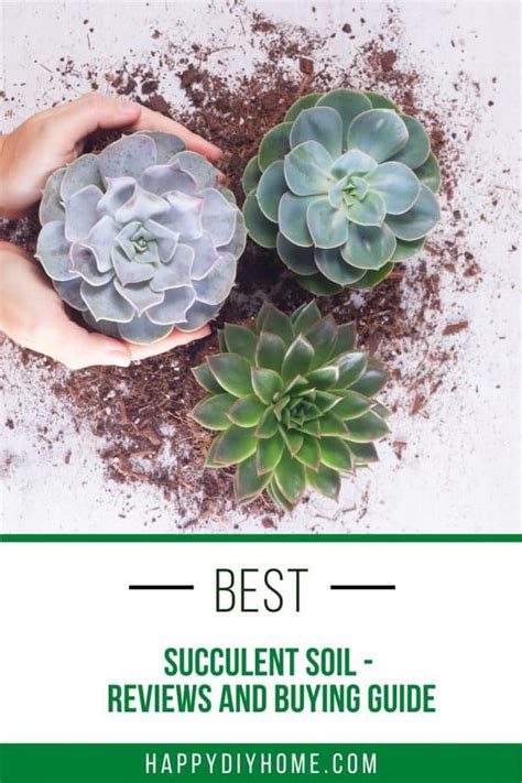 Best Succulent Soil - Reviews and Buying Guide - Happy DIY Home