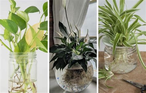 9 Amazing Indoor Plants That Grow In Water