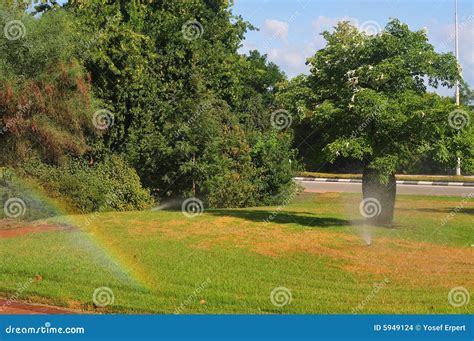 Rainbow on lawn stock photo. Image of rainbow, park, tree - 5949124