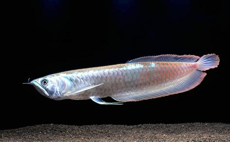 Arowana Fish | Ultimate Guide to Arowana Types & Price - Fish Laboratory