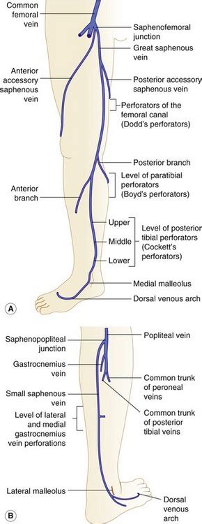 Anatomy of the lower-limb venous system and assessment of venous insufficiency | Radiology Key