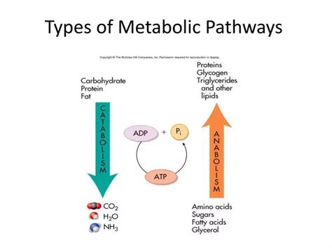 PPT - Types of Metabolic Pathways PowerPoint Presentation, free download - ID:2975995