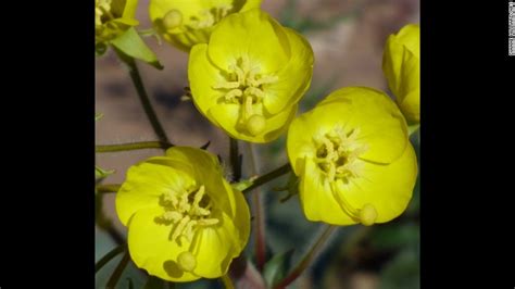 Death Valley sees rare 'superbloom' of wildflowers - CNN