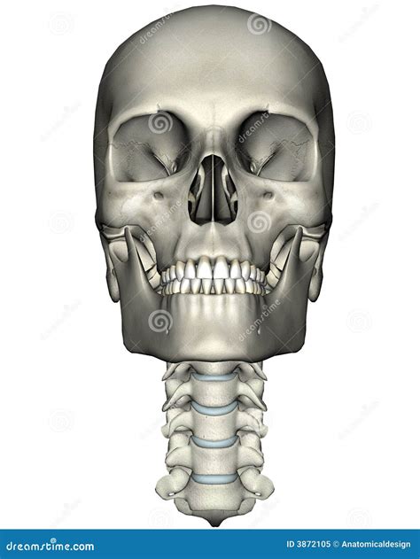 Human Skull And Neck Anterior Royalty Free Stock Photo - Image: 3872105