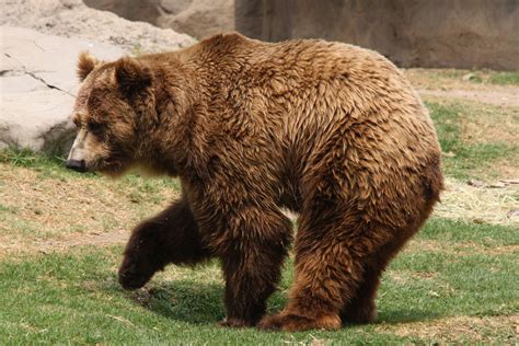 2013 Chapultepec Zoo - ZooChat