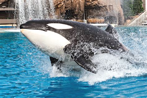 SeaWorld San Diego's New Orca Encounter: How Different Is It ...