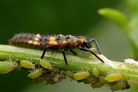 100+ Extreme Close-Up Photography of Insecta