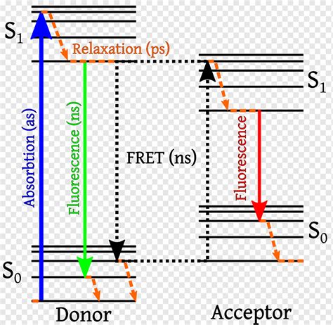 Förster resonance energy transfer Jablonski diagram Fluorescence Dexter electron transfer ...