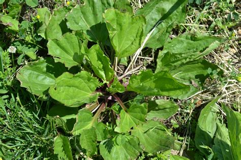 Broadleaf Plantain, also known as Common Plantain is a broadleaf weed.