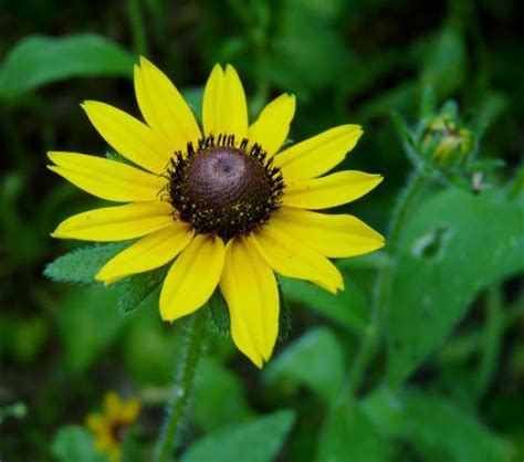 Maryland State Flower | Black-Eyed Susan