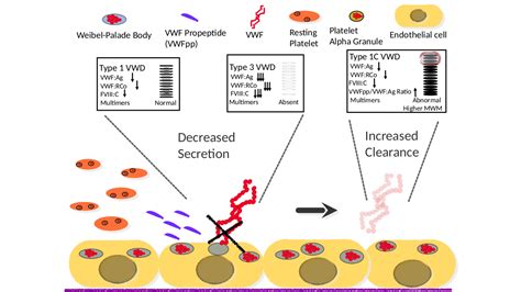 Von Willebrand Factor & Von Willebrand Disease | Di Paola Lab