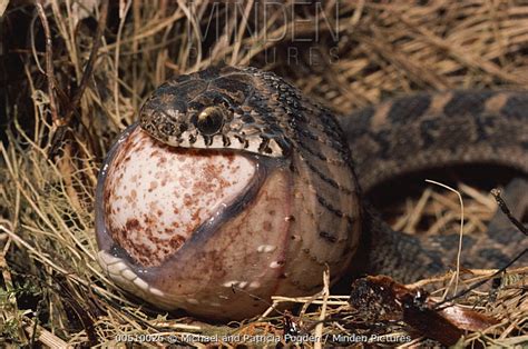 Common Egg-eating Snake stock photo - Minden Pictures