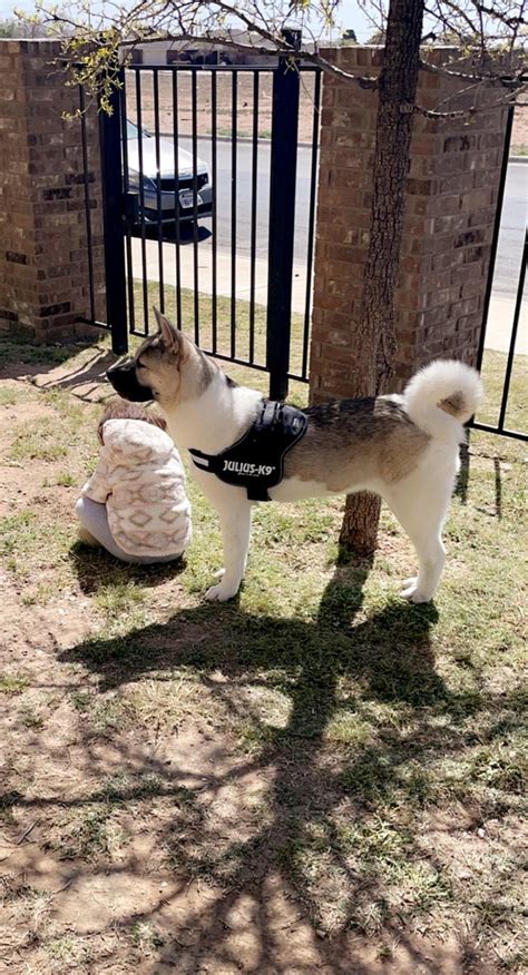 15 Realities That New Akita Inu Owners Must Accept - PetTime