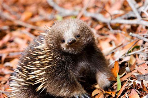 Australia Is Home to Some Seriously Strange-Looking Animals – Fodors ...