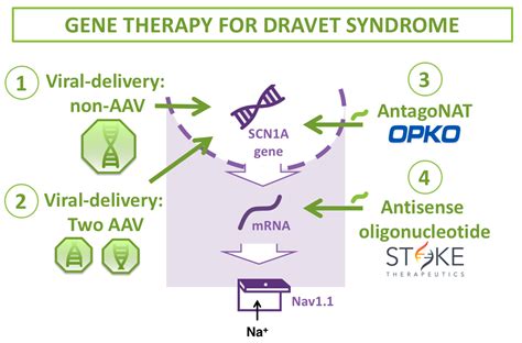 Dravet syndrome gene therapy — DRACAENA