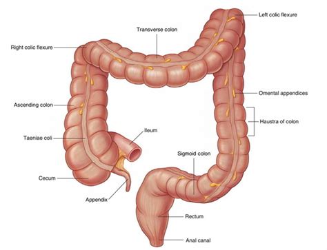 Ileum – Earth's Lab