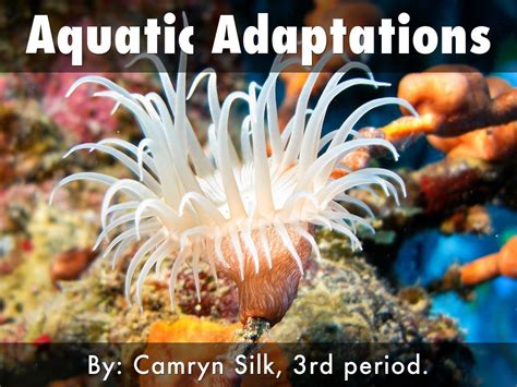 Aquatic Adaptations by Camryn Silk