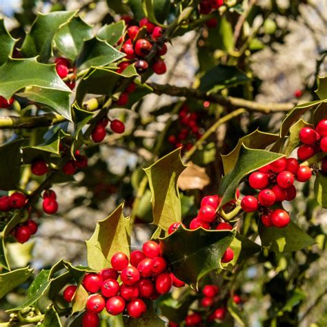 30 American Holly Tree Seeds for Planting Ilex opaca - Bitify