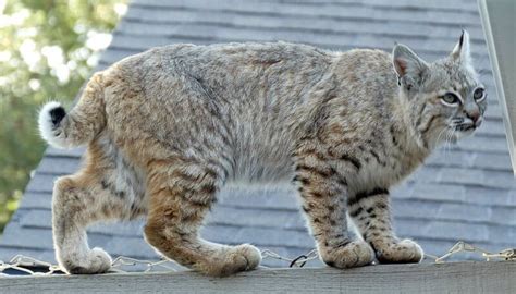 Maine Coon Vs. Bobcat - American Cat