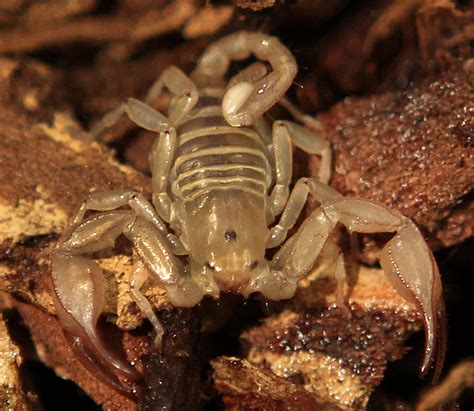 Baby scorpion discovered in luggage finds new home at Wellesley College