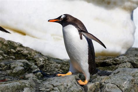 The Social Gentoo Penguin | Critter Science