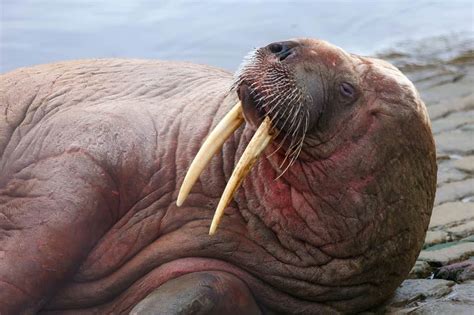 Infamous walrus Thor spotted in Iceland | IceNews - Daily News