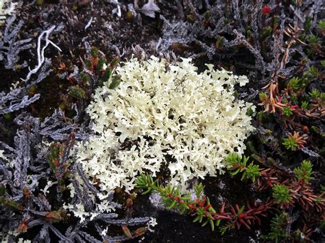 Caribou Moss | Caribou moss such as this example seen on Sam… | Flickr