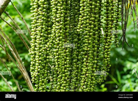 Kaong green sugar hi-res stock photography and images - Alamy