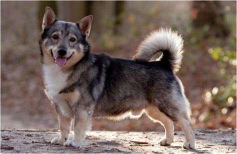 White Wolf : Meet the Swedish Vallhund, an amazing looking dog with a ...