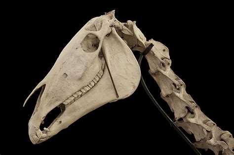 Horse head and neck | Horse skull, Horse bones, Skull reference