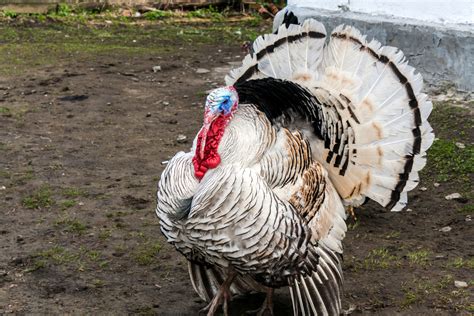 Are Turkeys the New Backyard Chickens? - Modern Farmer