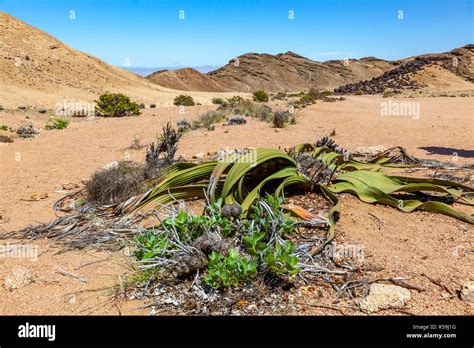 Welwitschia Namib Desert Namibia Plant Stock Photos & Welwitschia Namib Desert Namibia Plant ...