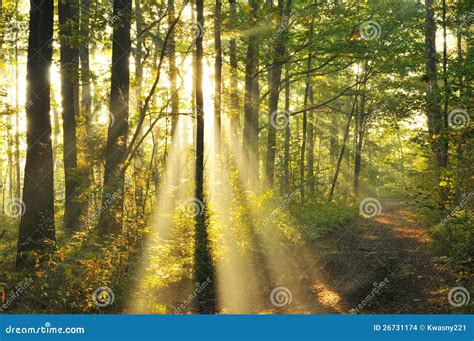 Forest dawn stock photo. Image of grass, hiking, beautiful - 26731174