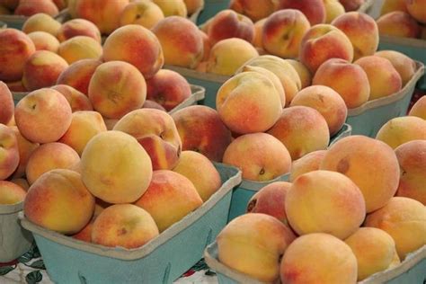 Freestone peaches are cooks’ top picks | The Kansas City Star