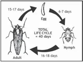 Management of planthoppe­rs and leafhopper­s - PressReader