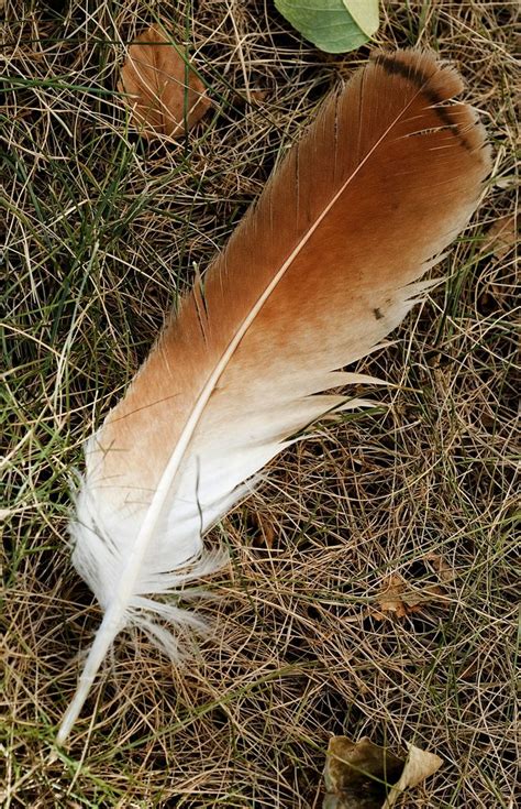 Red Tailed Hawk Feather | Red tail hawk feathers, Hawk feathers, Red ...